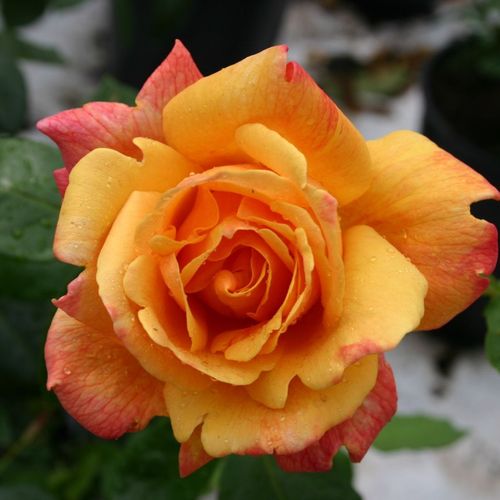 Rosa Sutter's Gold - narancssárga - Teahibrid virágú - magastörzsű rózsafa- csüngő koronaforma